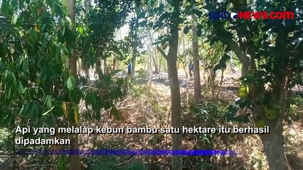 Kebakaran Kebun Bambu di Wajo, 1 Orang Tewas Terjebak Api