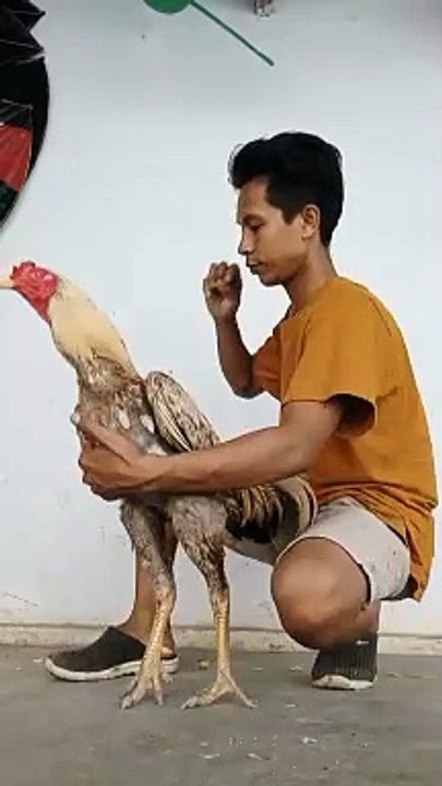 Ayam amunisi