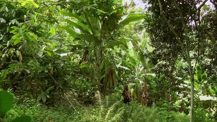 Amazing Quest - Stories from São Tomé and Príncipe - Somewhere on Earth