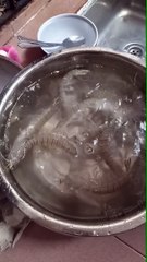 活的蝦蛄_蝦蛄通稱眾多，不同地域對其俗稱不一，包括皮皮蝦（因為中國大陸的網路流行語而廣為人知）、攋尿蝦[a]、螳螂蝦[b]、蝦爬子（或蝦耙子）、蝦狗彈、爬蝦（或扒蝦）、蝦虎、蝦猴、口蝦蛄、富貴蝦（或官帽蝦）、琵琶蝦等。