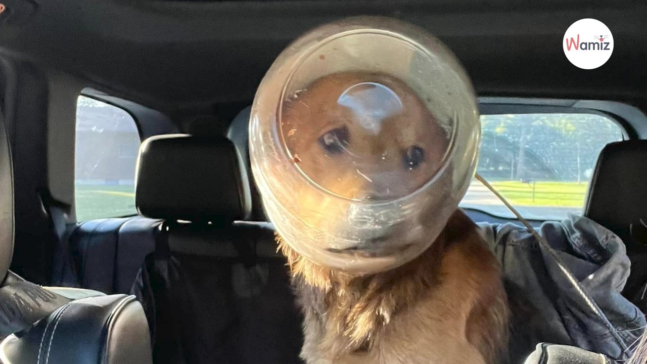 Affamé, ce chien errant s'est coincé la tête dans un pot en cherchant de la nourriture et ne pouvait pas s'en libérer