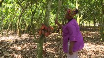 L'organisation internationale de cacao veut booster les revenus des planteurs
