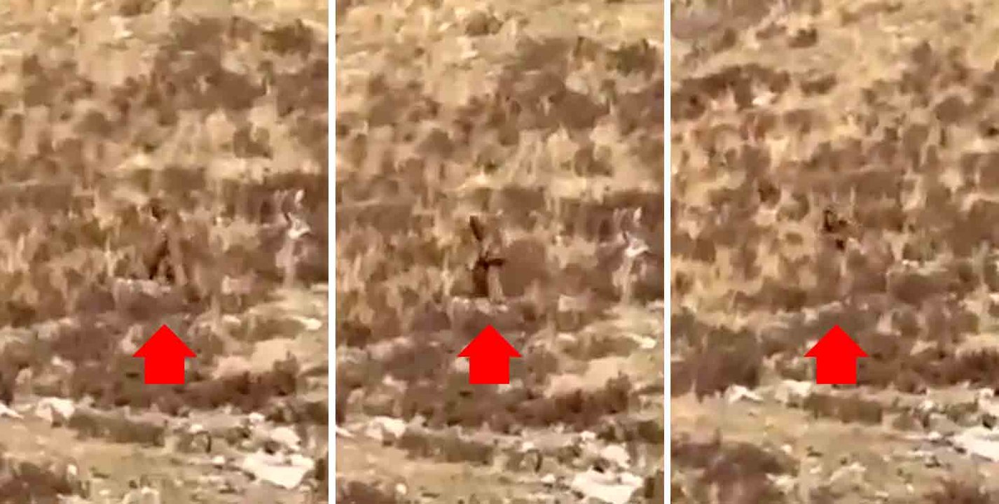 Ein Video erfasst den Moment, in dem 'Bigfoot' sich hinsetzt und Passagiere eines Zuges in Colorado ansieht.