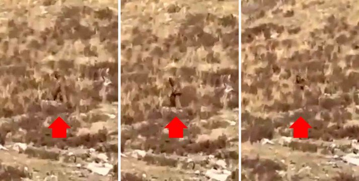 Ein Video erfasst den Moment, in dem Bigfoot sich hinsetzt und Passagiere eines Zuges in Colorado ansieht.