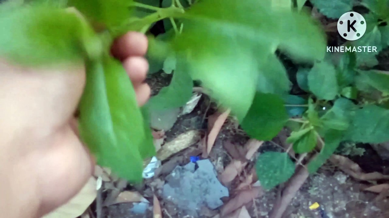 Daun dewa yg tokcer