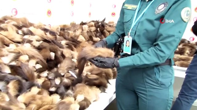 Fox Tail d'une valeur d'un million de TL a été saisi à l'aéroport d'Istanbul