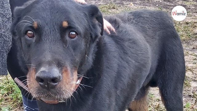 Ce chien attend le retour de son maître hospitalisé depuis plus d'un an, mais il ne reviendra plus