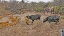 22 Lions vs Elephant and Buffalo