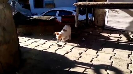 Kedinin yılanı yakalaması kameraya yansıdı