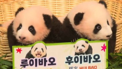 Le gemelline di panda Rui Bao e Hui Bao fanno impazzire la Corea