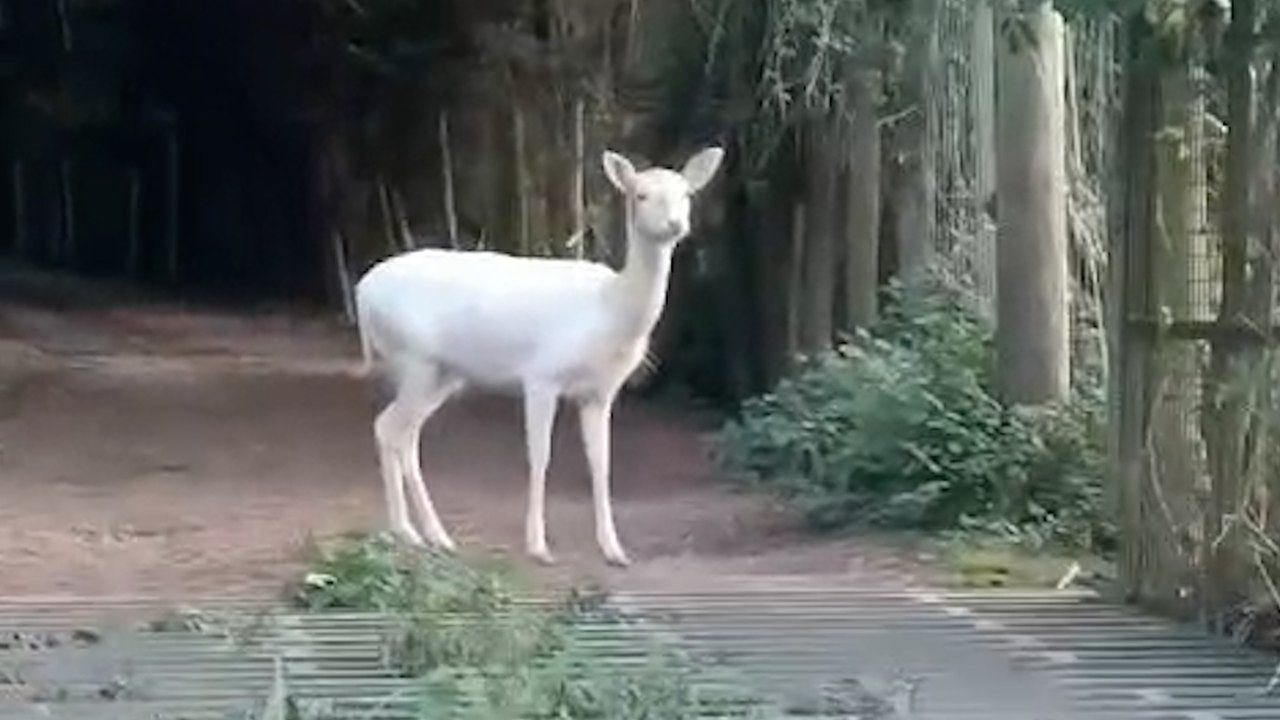 Rare white dear spotted