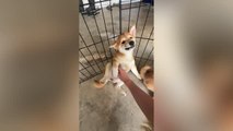 Couple Adopt Shiba After He Couldn't Stop Smiling At Them When They Visited Breeder | Happily TV