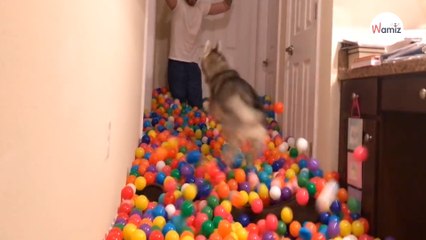 Mężczyzna podarował psu 5400 piłek. Nagranie ma 3 miliony wyświetleń