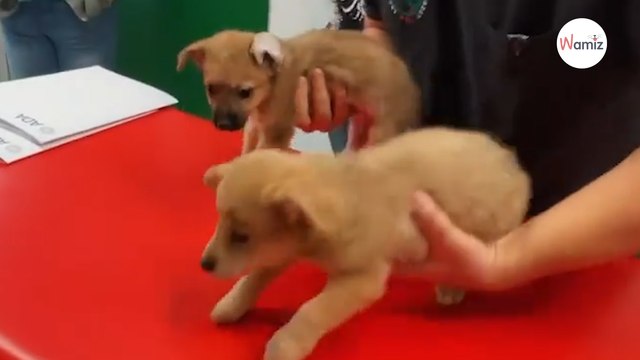 Psie sierotki znajdują dom: nikt nie sądził, że będzie tak wyjątkowy!