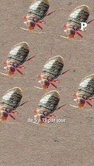 Trouve-ton uniquement des punaises de lit dans les tissus ?