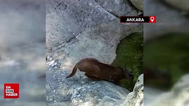 Doğa Koruma ve Milli Parklar karakulağın su içtiği görüntüleri paylaştı