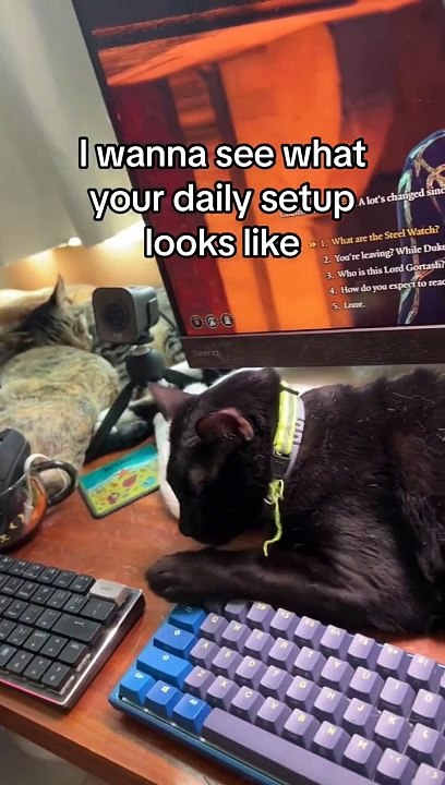 La configuration quotidienne de l'ordinateur comprend de nombreux chats