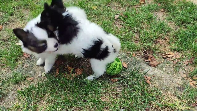 Portées Meg et Rosie 17:10:23
