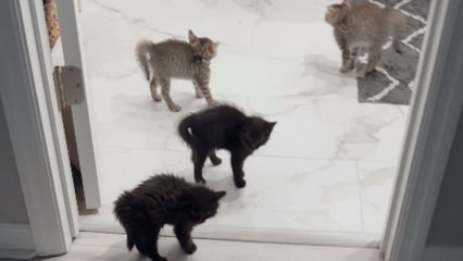 Kittens get puffed up and frizzy when a dog tries to play with them *Hilarious*