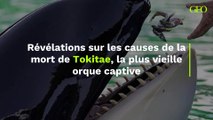 Miami : révélations sur les causes de la mort de Tokitae, la plus vieille orque captive