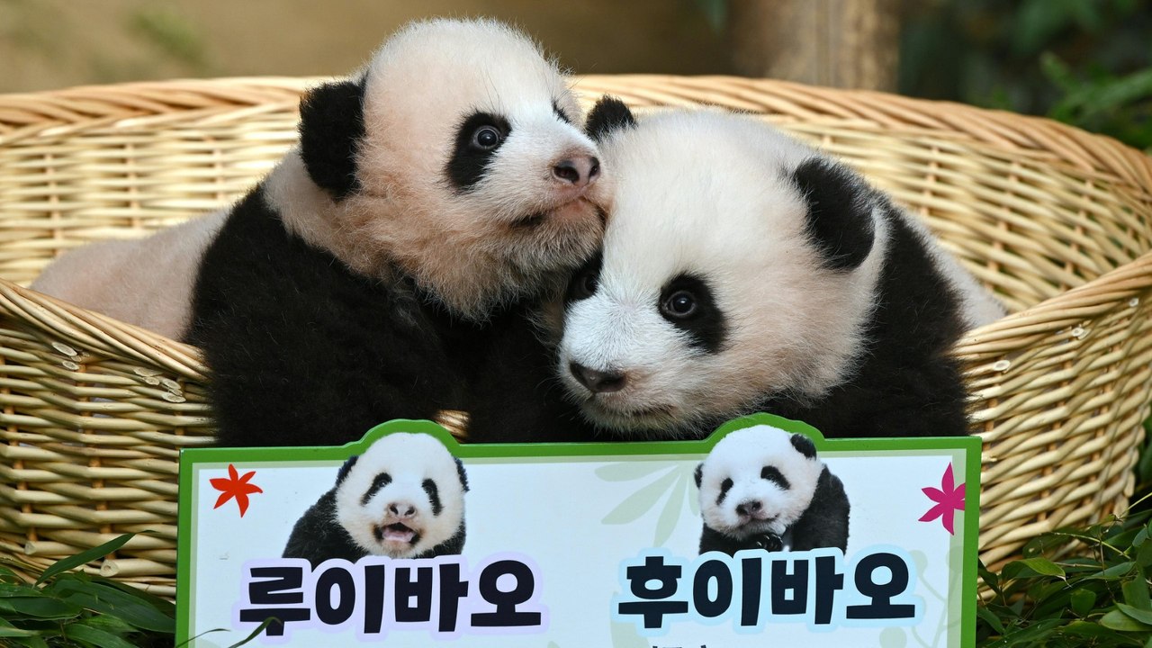 In Südkorea geborene Riesenpanda-Zwillinge als 'Schätze' benannt