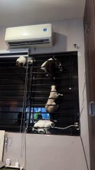 Des chatons jouent dans un gymnase de fortune dans la jungle