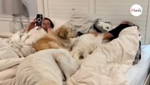 Dormono con cinque cani: i padroni svelano la loro intelligente organizzazione!