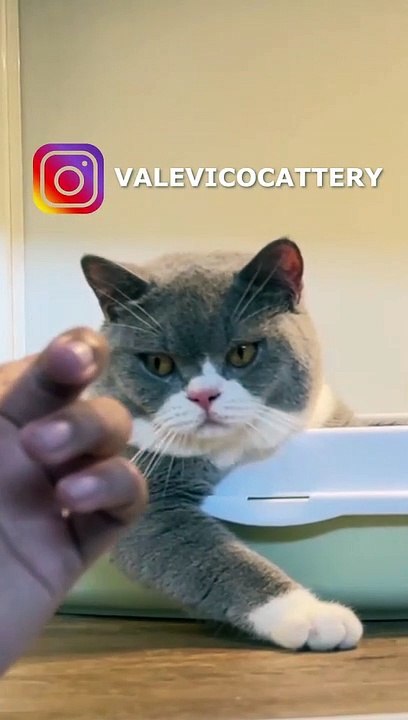KUCING TAJIR KWKWKW