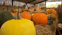 We explore an indoor pumpkin maze near Manchester - on a beef and sheep farm with animals and sheepdog demonstrations