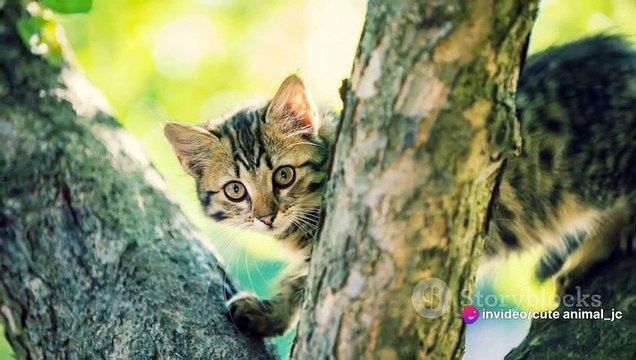 Tiny Kittens Explore the World: Cute Kitten Playtime