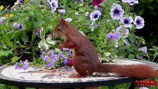 #Squirrels l ️How To Care For Them️️