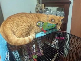 Conure câlins avec chat