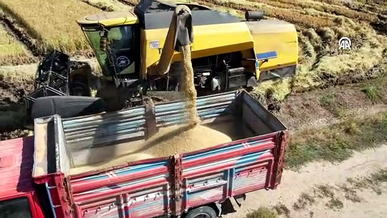 Çorum'un beyaz altını: Sofraların vazgeçilmezi Osmancık Pirincinin hasadı tamamlandı