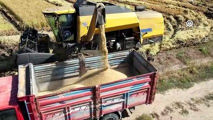 Çorum'un beyaz altını: Sofraların vazgeçilmezi Osmancık Pirincinin hasadı tamamlandı