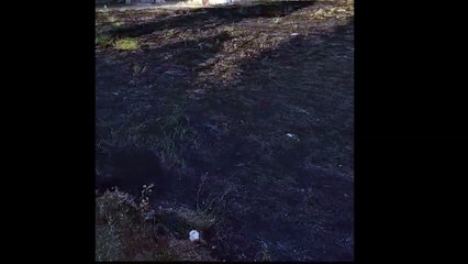 Andria: incendio di sterpaglie in zona via Corato