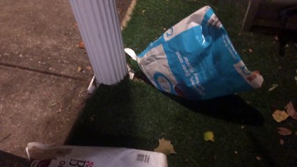 A Stranger Makes Its Home In A Cat Food Bag