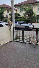 Le chien voit son rival