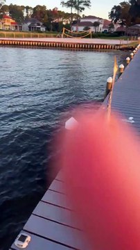 Le grand héron veut se mesurer