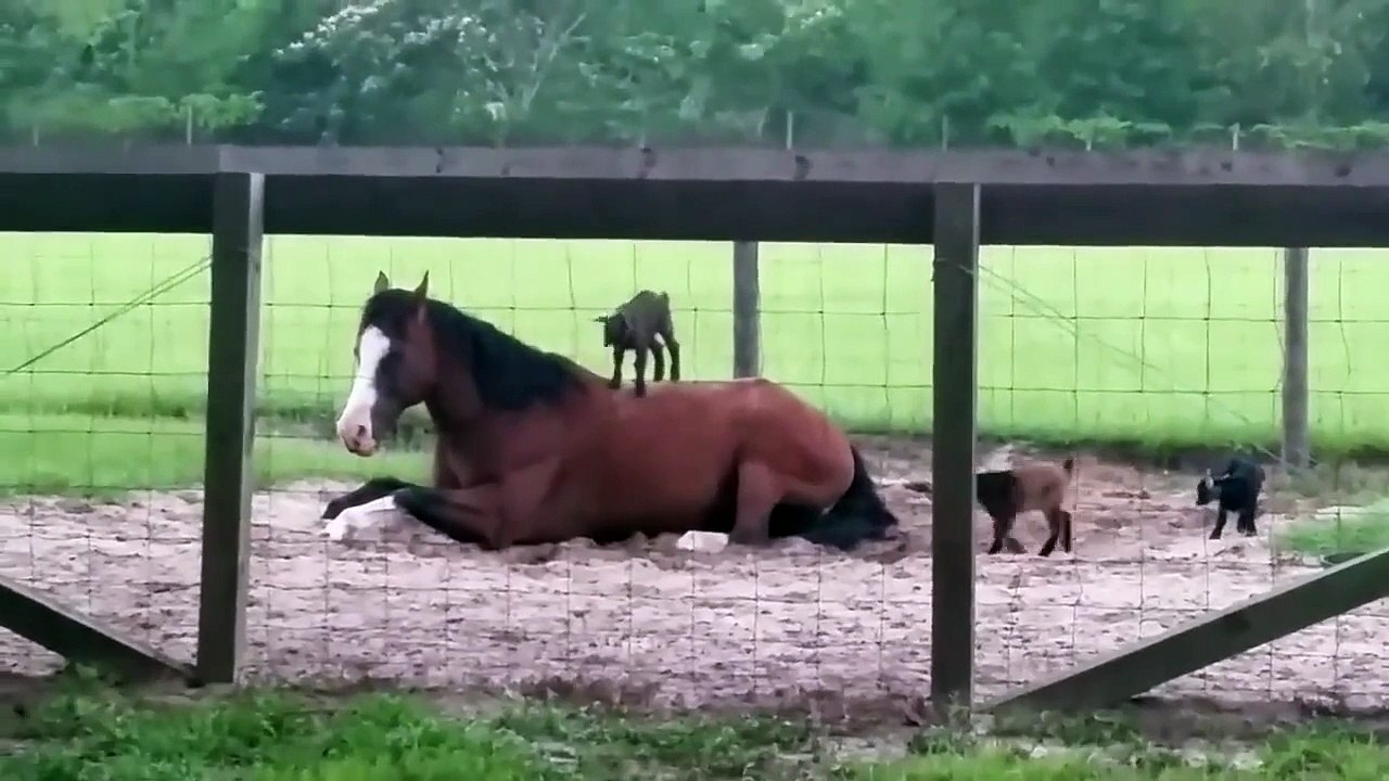 Ces bébés chèvres adorent embeter ce cheval