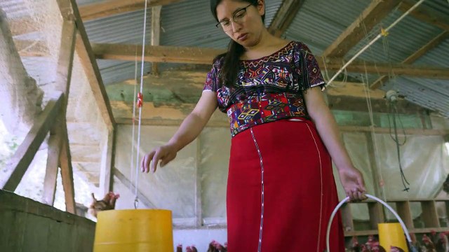 Gallinas y cultivos, una apuesta de indígenas guatemaltecos contra la migración