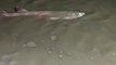 Shark found on Cleveleys Beach