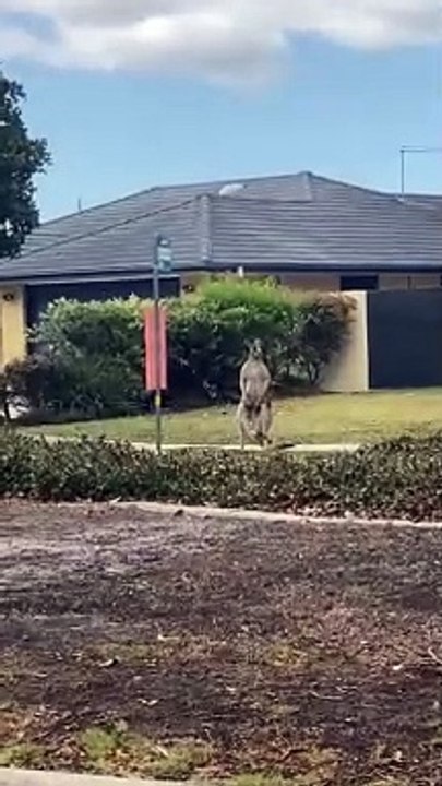 Kangourou attend le bus kangourou