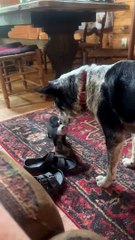 Heeler et Piggy jouent à la maison