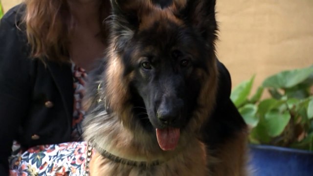 Darwin sex worker's discrimination complaint against NT Police could have 'wide-reaching' effects, advocates say