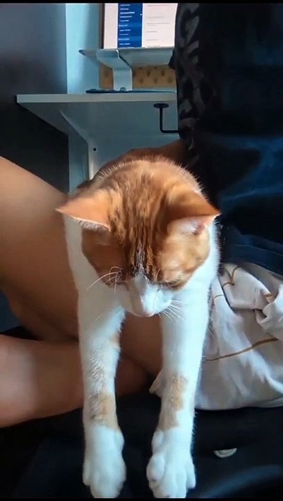 Cat Tries to Catch His Last Brain Cell