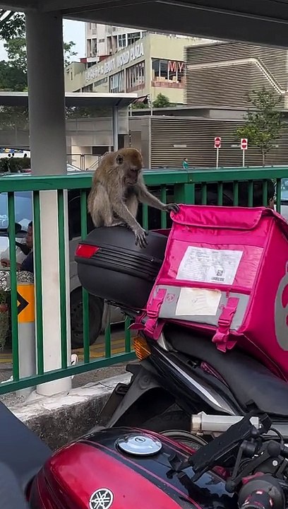 Mischievous Monkey Messes With Motorcyclists
