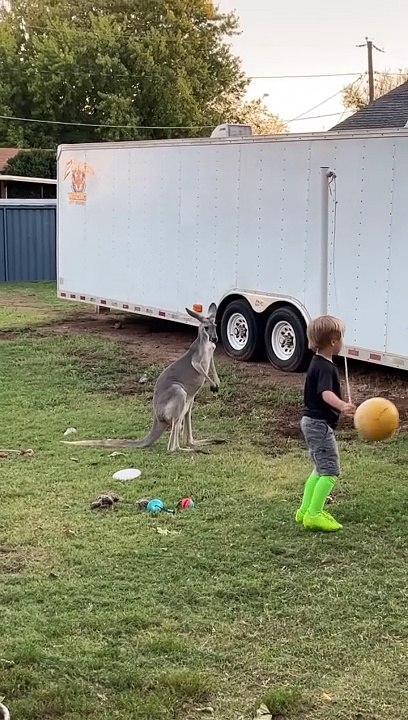 Tetherball With A Kangaroo