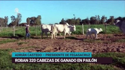 Roban 320 cabezas de ganado en Pailón