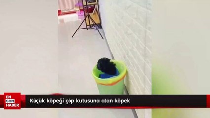 Küçük köpeği çöp kutusuna atan köpek