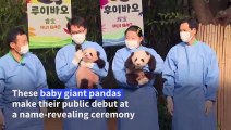 South Korea gets first up-close look at baby pandas